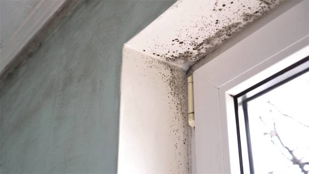 Best Residential Mold Removal  in Apollo Beach, FL