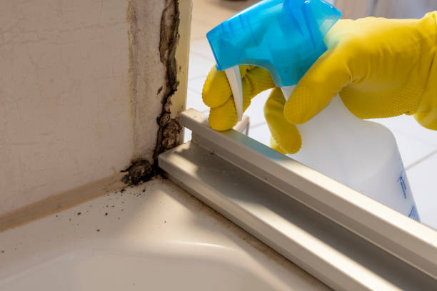 Attic Mold Removal in Apollo Beach, FL
