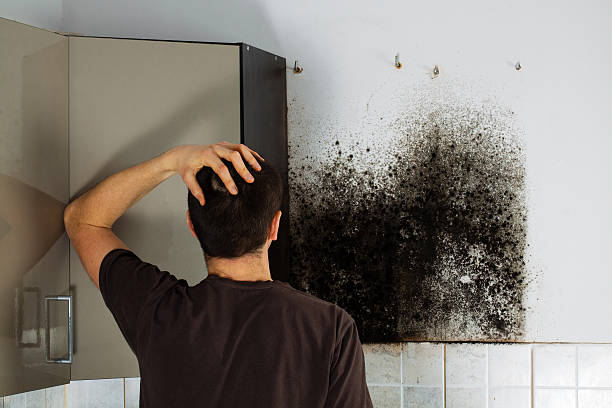 Professional Mold Removal in Apollo Beach, FL